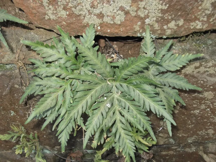 doryopteris concolor plant showing characteristic features