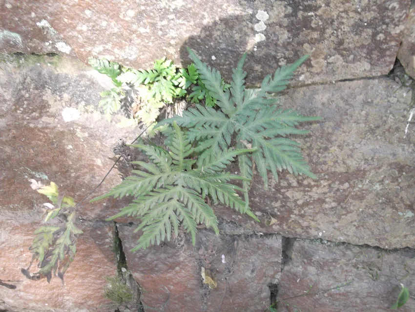 doryopteris concolor plant showing characteristic features