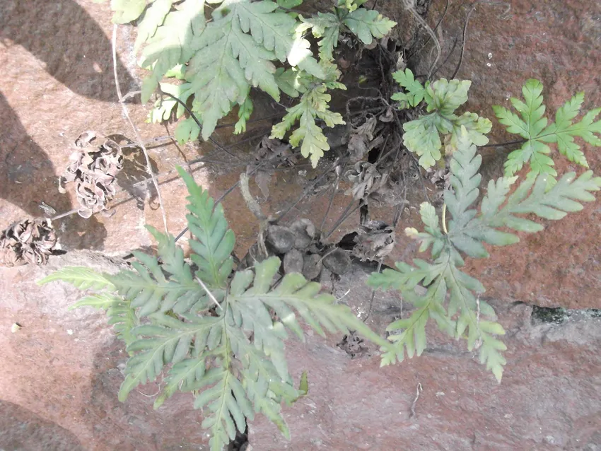 doryopteris concolor plant showing characteristic features