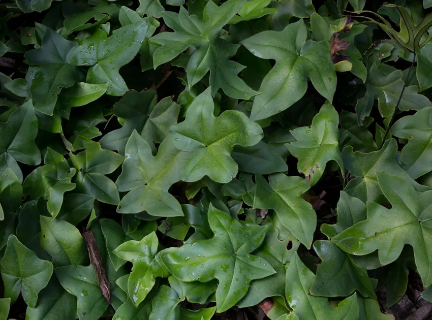 doryopteris ludens plant showing characteristic features