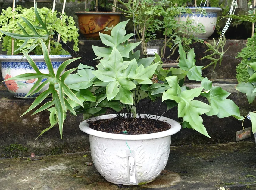 doryopteris ludens plant showing characteristic features