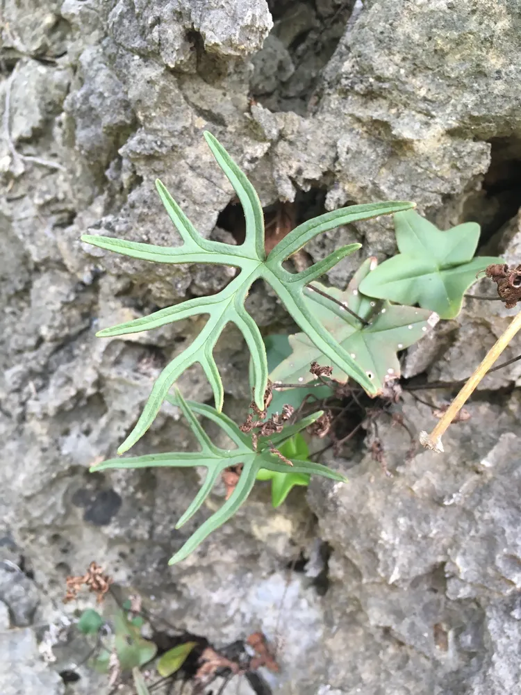 doryopteris ludens plant showing characteristic features