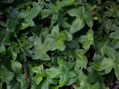 thumbnail doryopteris ludens