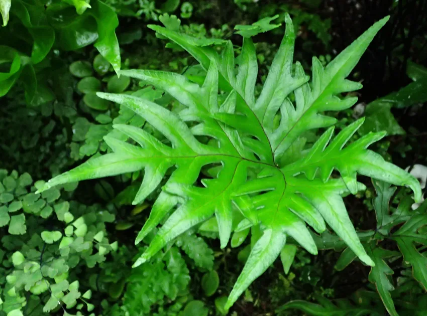 doryopteris palmata plant showing characteristic features