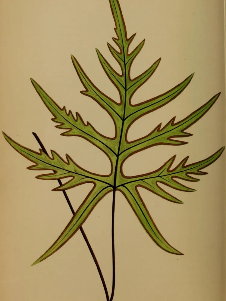 doryopteris palmata plant showing characteristic features