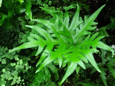 thumbnail doryopteris palmata