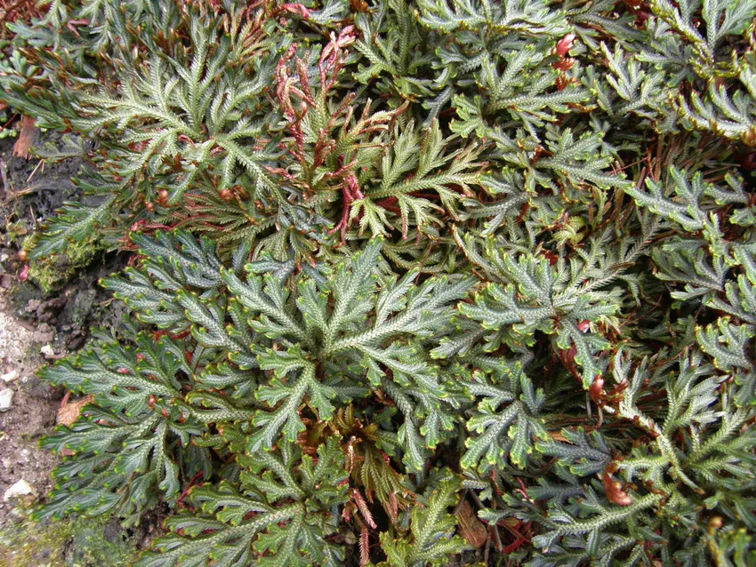 doryopteris pedata plant showing characteristic features