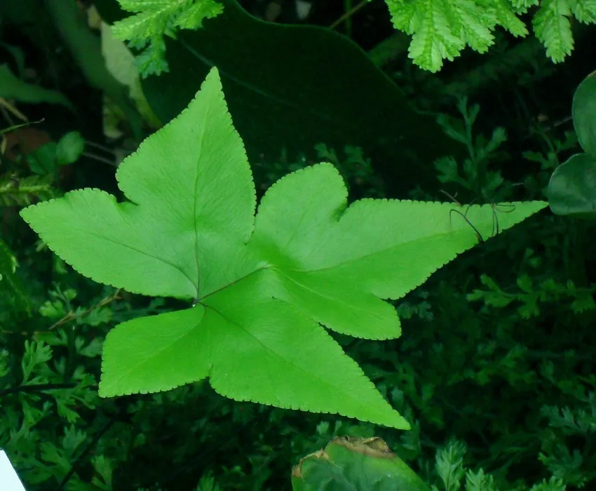 doryopteris pedata plant showing characteristic features