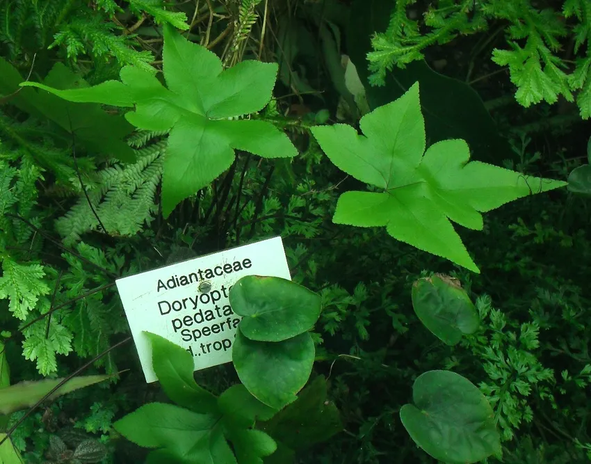 doryopteris pedata plant showing characteristic features