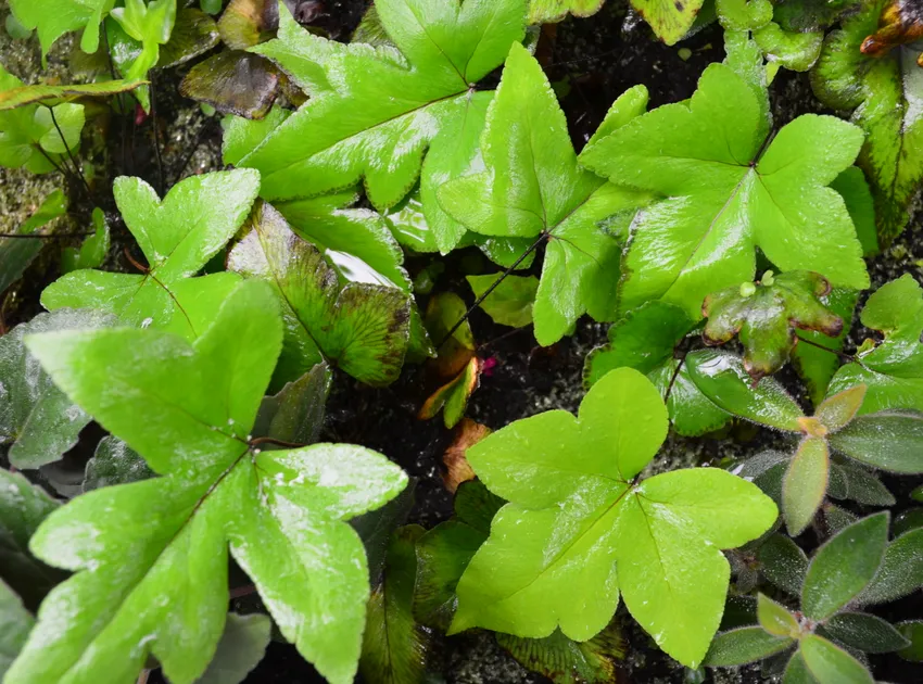 doryopteris pedata plant showing characteristic features