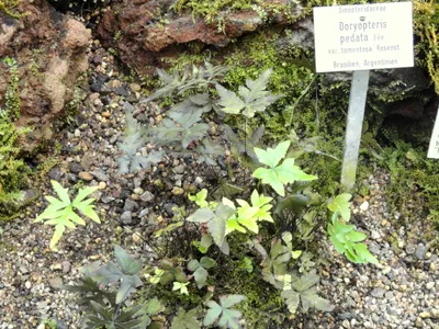 thumbnail doryopteris pedata