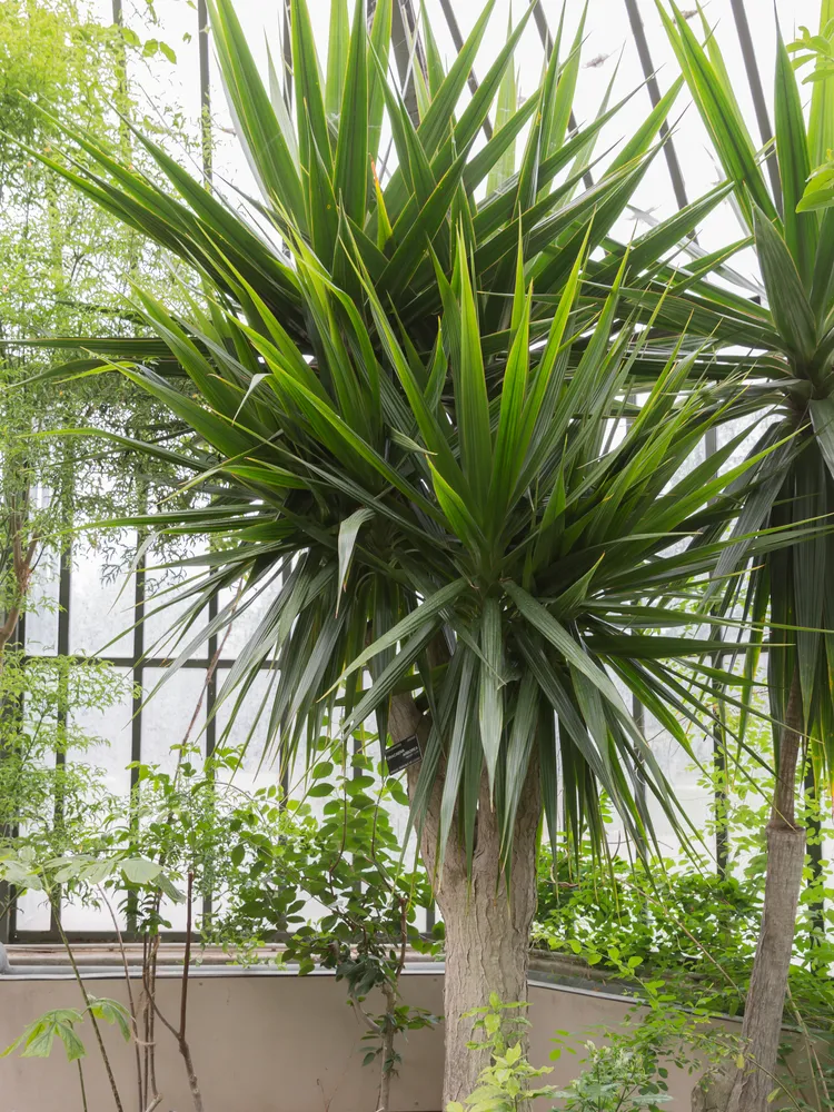 dracaena arborea plant showing characteristic features