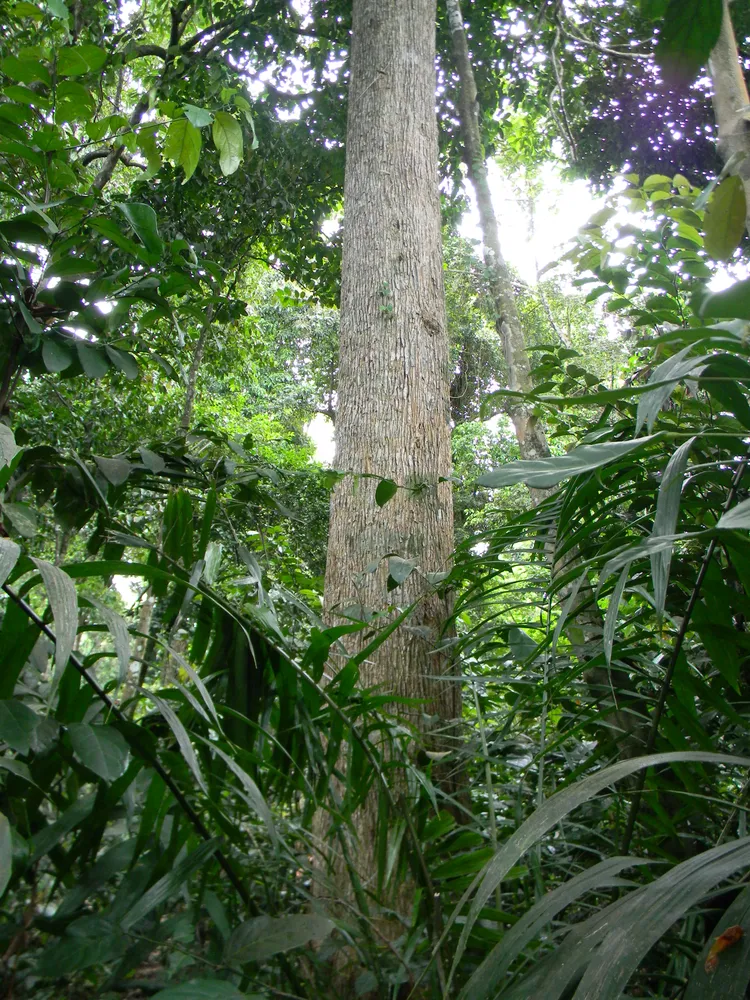 dracaena arborea plant showing characteristic features