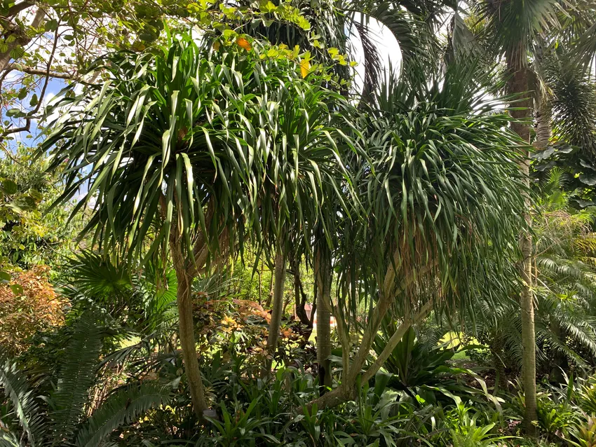 dracaena arborea plant showing characteristic features