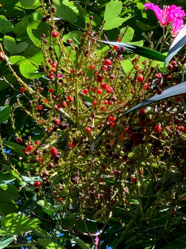 dracaena arborea plant showing characteristic features