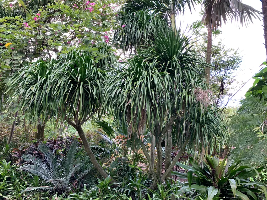 dracaena arborea plant showing characteristic features