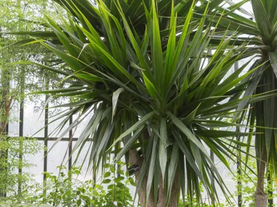 dracaena arborea thumbnail