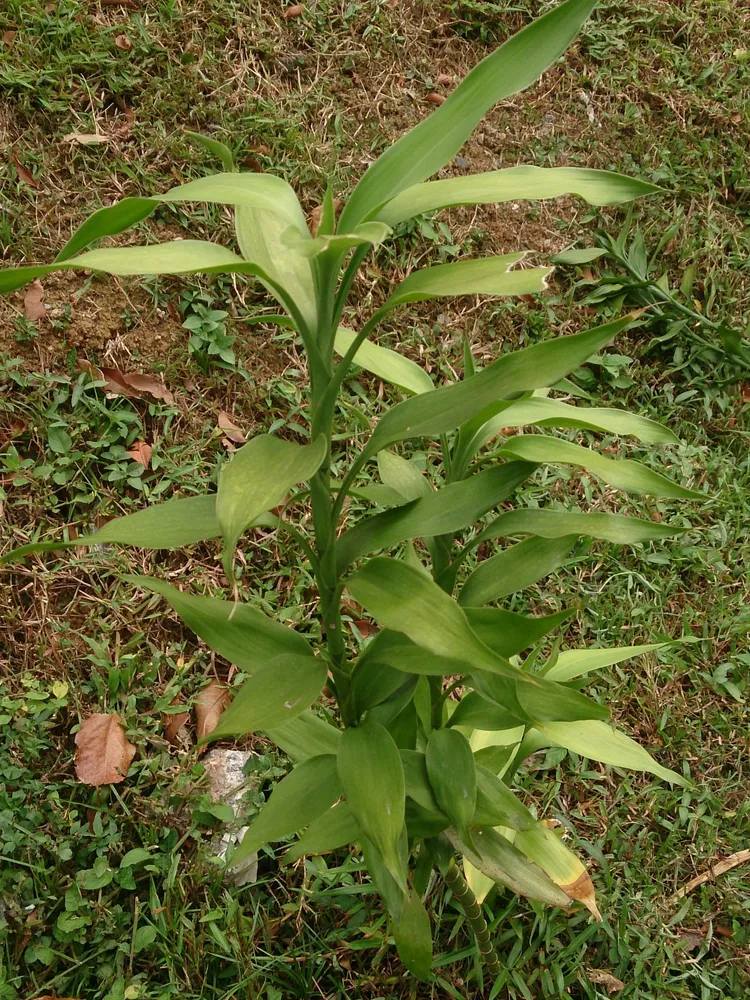 Plante dracaena braunii montrant ses caractéristiques typiques