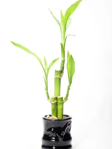 Plante dracaena braunii montrant ses caractéristiques typiques