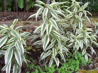 dracaena braunii thumbnail