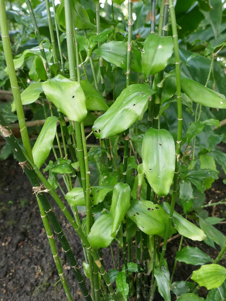 dracaena camerooniana plant showing characteristic features