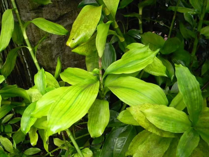 dracaena camerooniana plant showing characteristic features