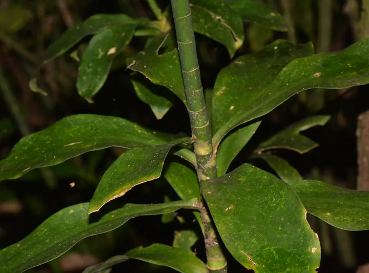 dracaena camerooniana plant showing characteristic features