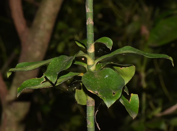 dracaena camerooniana plant showing characteristic features