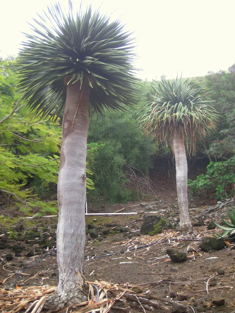 dracaena cinnabari plant showing characteristic features