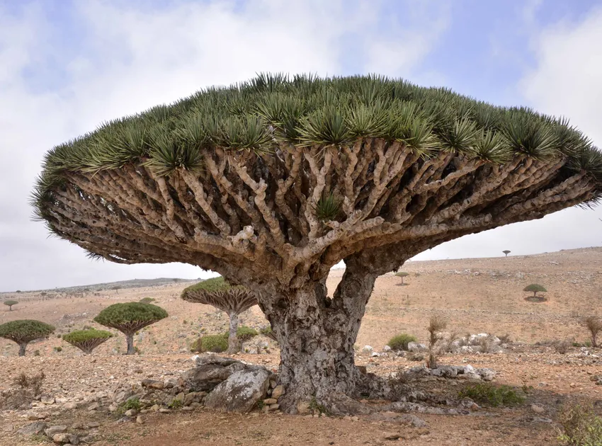 dracaena cinnabari plant showing characteristic features