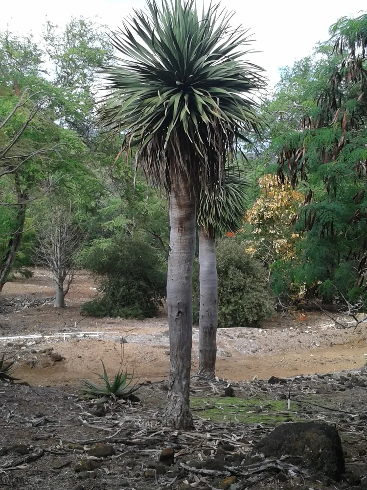 dracaena cinnabari plant showing characteristic features