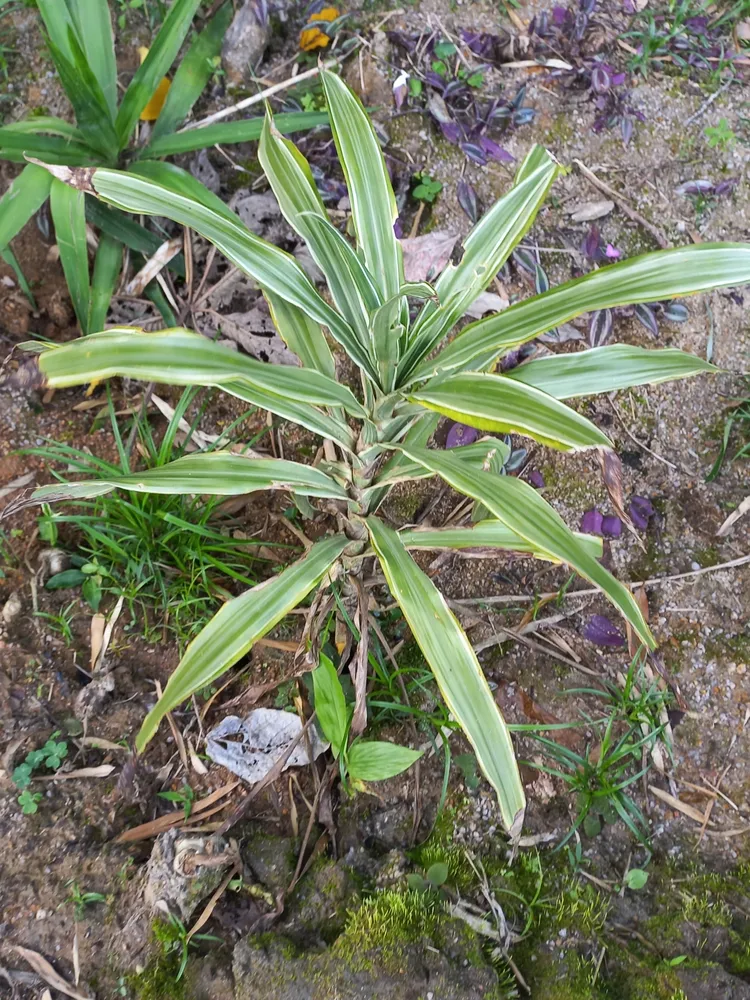 dracaena deremensis plant showing characteristic features