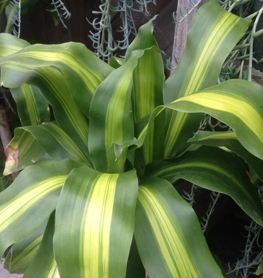 dracaena deremensis plant showing characteristic features