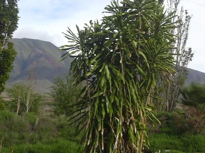 dracaena deremensis thumbnail