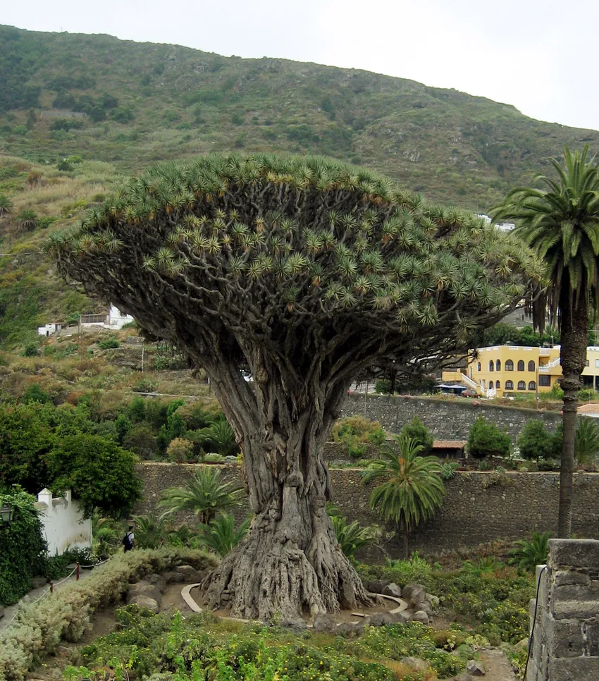 dracaena draco plant showing characteristic features