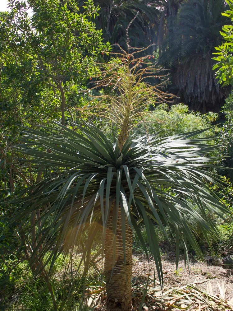 dracaena draco plant showing characteristic features