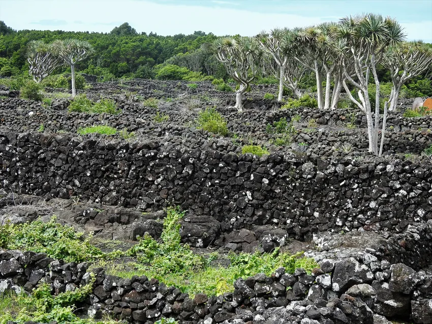 dracaena draco plant showing characteristic features