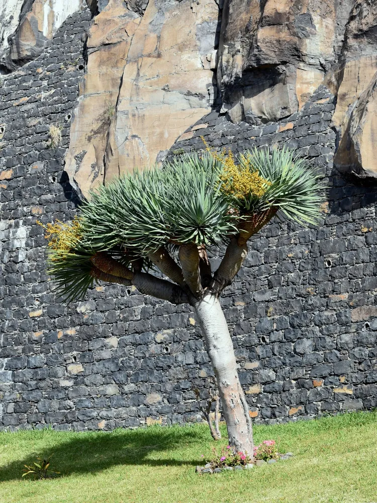 dracaena draco plant showing characteristic features