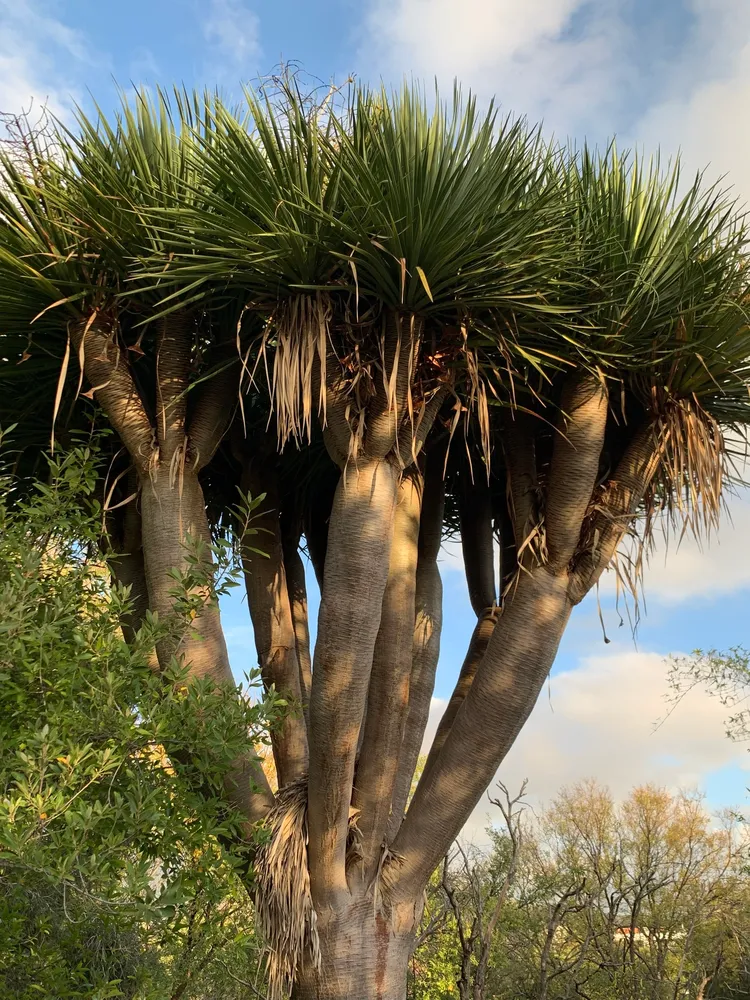 dracaena draco plant showing characteristic features