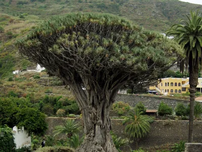 dracaena draco thumbnail