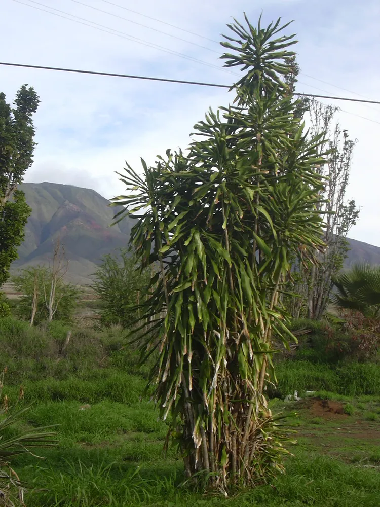 dracaena fragrans plant showing characteristic features