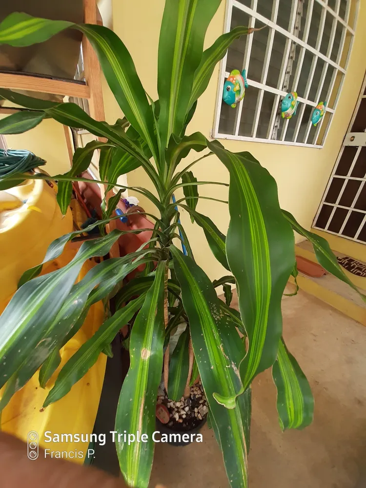 dracaena fragrans plant showing characteristic features