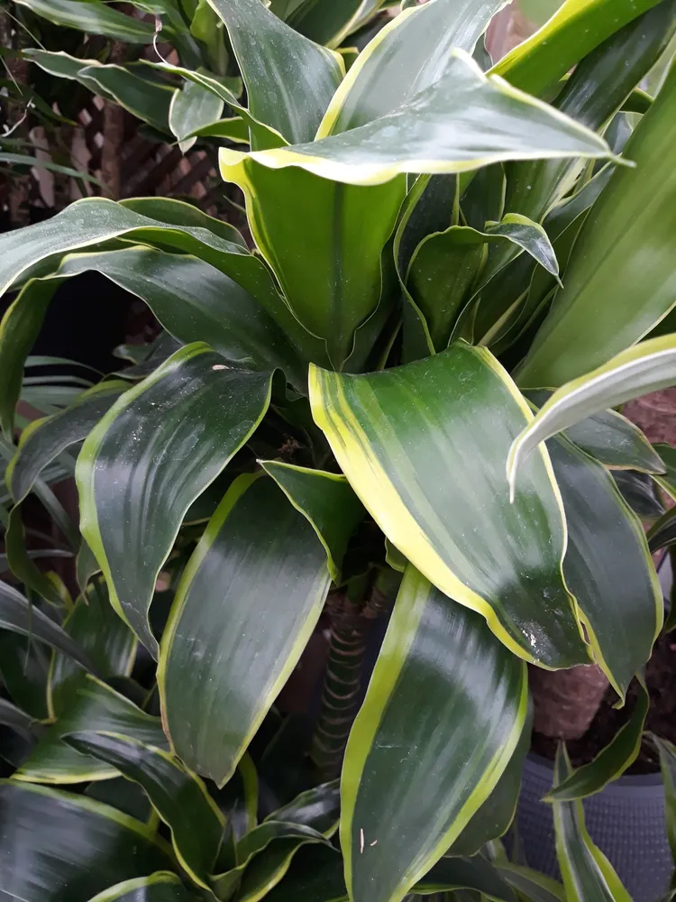 dracaena fragrans plant showing characteristic features