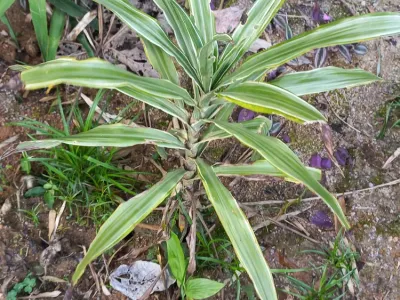 dracaena fragrans thumbnail