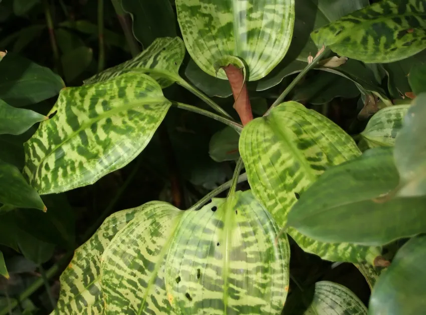 dracaena goldieana plant showing characteristic features