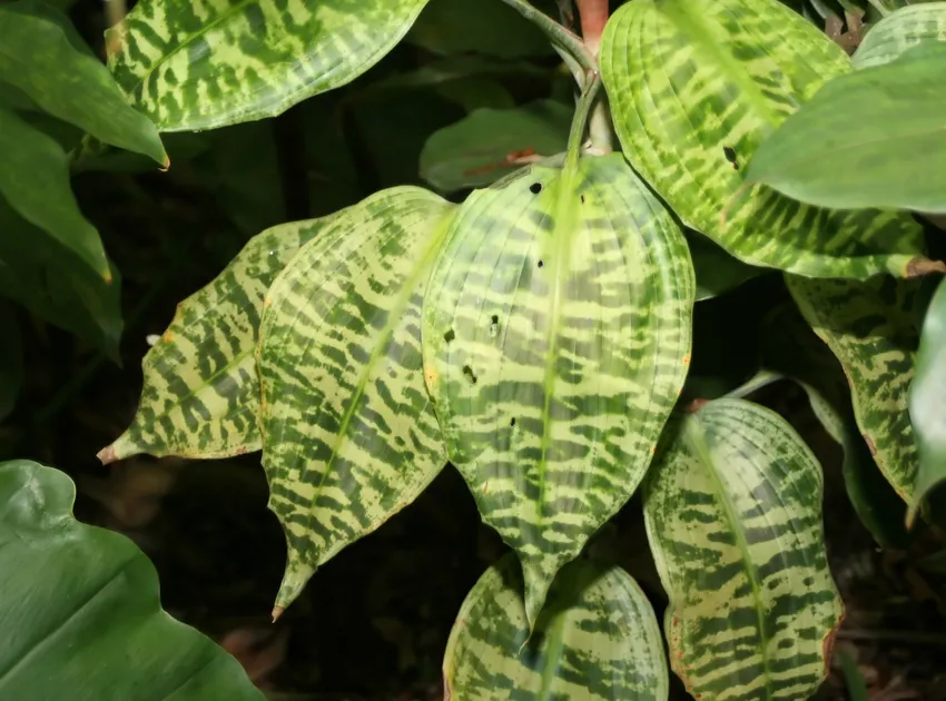 dracaena goldieana plant showing characteristic features