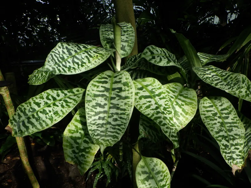 dracaena goldieana plant showing characteristic features