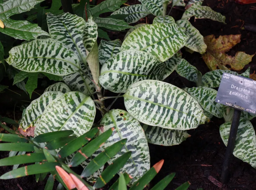 dracaena goldieana plant showing characteristic features