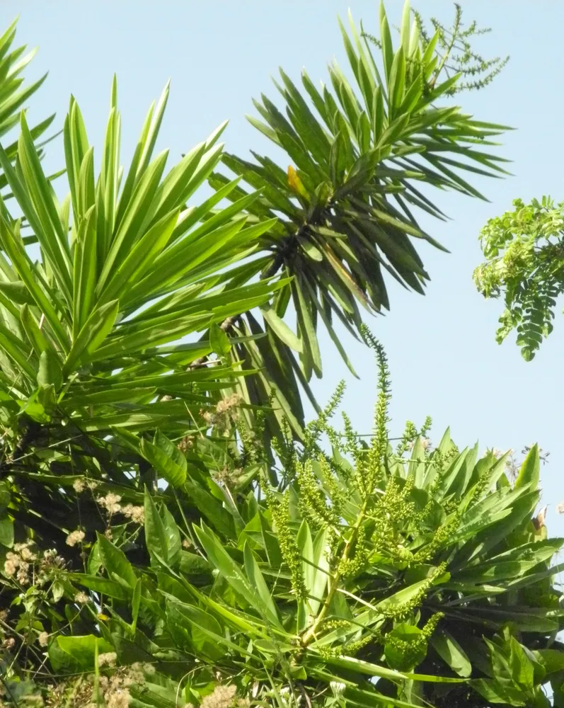 dracaena mannii plant showing characteristic features