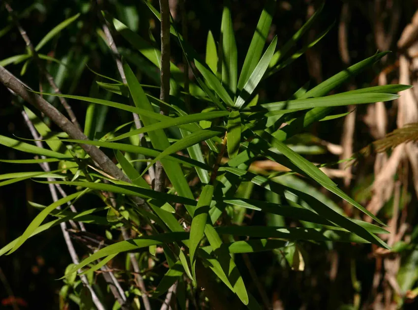 dracaena mannii plant showing characteristic features